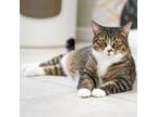 Adopt Sparky a Domestic Short Hair