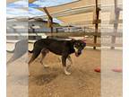 German Shepherd Dog Mix DOG FOR ADOPTION RGADN-1299661 - Gary - German Shepherd