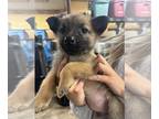 Huskies Mix DOG FOR ADOPTION RGADN-1300813 - Sandra Dee - Husky / Terrier /