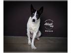 Border Collie Mix DOG FOR ADOPTION RGADN-1092338 - Shinzo - Australian Cattle