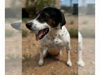 Pointer Mix DOG FOR ADOPTION RGADN-1094044 - Dale - English Pointer / Mixed Dog