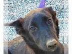 Border Collie Mix DOG FOR ADOPTION RGADN-1100477 - Meg March - CP-Foster or
