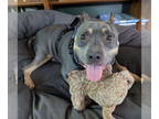 American Pit Bull Terrier DOG FOR ADOPTION RGADN-1299154 - Rudy - American Pit