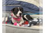Boxer-Pointer Mix DOG FOR ADOPTION RGADN-1299157 - Bria - Pointer / Boxer /
