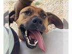 Black Mouth Cur Mix DOG FOR ADOPTION RGADN-1299158 - Red - Black Mouth Cur /
