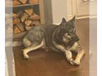 German Shepherd Dog-Huskies Mix DOG FOR ADOPTION RGADN-1299159 - Lucy - German