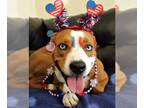 American Pit Bull Terrier DOG FOR ADOPTION RGADN-1299161 - Queenie - American