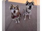 Siberian Husky DOG FOR ADOPTION RGADN-1299170 - Clyde - Siberian Husky (long
