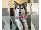 Siberian Husky DOG FOR ADOPTION RGADN-1299171 - Bonnie - Siberian Husky (long