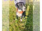 Boxador DOG FOR ADOPTION RGADN-1299182 - Dori - Boxer / Labrador Retriever /