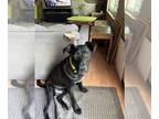 German Shepherd Dog DOG FOR ADOPTION RGADN-1299183 - Fergus - German Shepherd