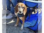 Beagle DOG FOR ADOPTION RGADN-1299188 - Ondra - Beagle Dog For Adoption