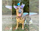 German Shepherd Dog DOG FOR ADOPTION RGADN-1299189 - Greta (Adoption Pending) -