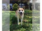 Huskies -Labrador Retriever Mix DOG FOR ADOPTION RGADN-1299192 - Odin - Husky /
