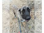 Anatolian Shepherd DOG FOR ADOPTION RGADN-1299194 - TEXAS