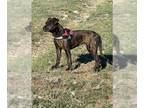 American Pit Bull Terrier Mix DOG FOR ADOPTION RGADN-1299196 - Heather - Pit