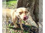 Basenji-Rat Terrier Mix DOG FOR ADOPTION RGADN-1299208 - Lizotte - Basenji / Rat