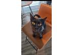 Adopt Mystery Too a Domestic Medium Hair