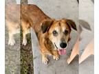 Golden Retriever Mix DOG FOR ADOPTION RGADN-1299217 - Ruby - Golden Retriever /