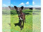 Border Collie-Whippet Mix DOG FOR ADOPTION RGADN-1299233 - RED VELVET - Whippet