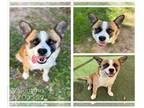 Akita Mix DOG FOR ADOPTION RGADN-1299237 - VALENTINO - Akita / Mixed (medium