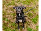 American Staffordshire Terrier Mix DOG FOR ADOPTION RGADN-1299240 - Maggie -