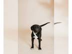 Labrador Retriever Mix DOG FOR ADOPTION RGADN-1299244 - Sawyer - Labrador