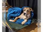 Anatolian Shepherd-Boxer Mix DOG FOR ADOPTION RGADN-1299251 - Brownie -