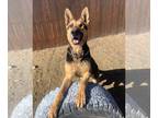 German Shepherd Dog DOG FOR ADOPTION RGADN-1299252 - Declan - German Shepherd