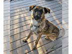 Dutch Shepherd Mix DOG FOR ADOPTION RGADN-1299255 - Gavin - Dutch Shepherd /