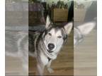 Mix DOG FOR ADOPTION RGADN-1299257 - Crossbone - Husky (medium coat) Dog For
