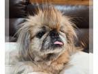 Pekingese Mix DOG FOR ADOPTION RGADN-1299269 - Millie Peke - Pekingese / Mixed