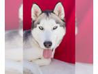 Mix DOG FOR ADOPTION RGADN-1299276 - BEN - Husky (medium coat) Dog For
