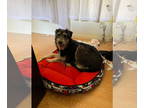 Tibetan Terrier Mix DOG FOR ADOPTION RGADN-1299285 - Johnny Boy - Schnauzer /