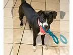 Greyhound Mix DOG FOR ADOPTION RGADN-1299287 - IVY - “Sweet and Petite”