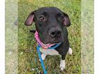 Labrador Retriever Mix DOG FOR ADOPTION RGADN-1299288 - HARMONY - Labrador