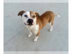 American Pit Bull Terrier Mix DOG FOR ADOPTION RGADN-1299292 - MR