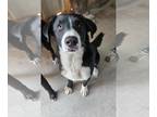 Collie-Labrador Retriever Mix DOG FOR ADOPTION RGADN-1299294 - Sprout - Labrador