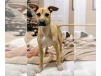 Black Mouth Cur-Labrador Retriever Mix DOG FOR ADOPTION RGADN-1299298 - Pong