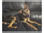 German Shepherd Dog Mix DOG FOR ADOPTION RGADN-1299299 - Saki - German Shepherd