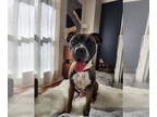Boxer Mix DOG FOR ADOPTION RGADN-1299313 - Kobe - Boxer / Terrier / Mixed (short