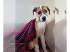 Boxer Mix DOG FOR ADOPTION RGADN-1299323 - Paisley - Boxer / Mixed (short coat)