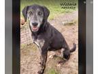 German Shorthaired Pointer Mix DOG FOR ADOPTION RGADN-1299324 - WISTERIA -