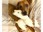 Labrador Retriever Mix DOG FOR ADOPTION RGADN-1299326 - Canelo - Labrador