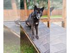 German Shepherd Dog-Huskies Mix DOG FOR ADOPTION RGADN-1299328 - COURTESY POST