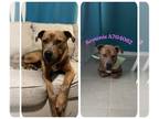 German Shepherd Dog Mix DOG FOR ADOPTION RGADN-1299335 - BROWNIE - Hound /