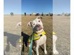 American Pit Bull Terrier DOG FOR ADOPTION RGADN-1299340 - Mable - Pit Bull