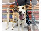 Huskies -Labrador Retriever Mix DOG FOR ADOPTION RGADN-1299354 - Nikki -