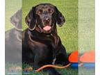 Great Dane-Labrador Retriever Mix DOG FOR ADOPTION RGADN-1299362 - Lucas - Great
