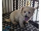 Poodle (Miniature) Mix DOG FOR ADOPTION RGADN-1299382 - SANDERS - Poodle